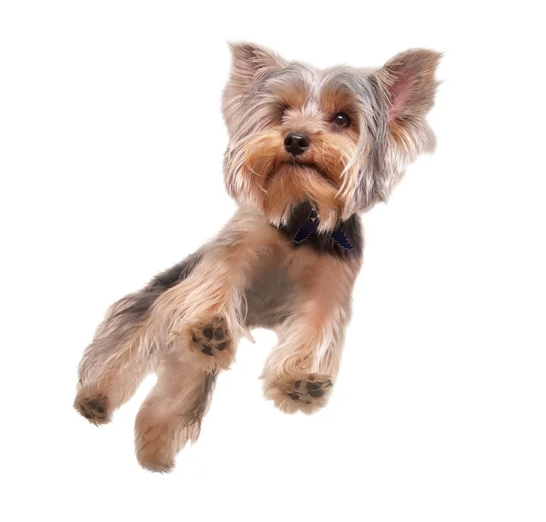 Yorkshire terrier — Photo