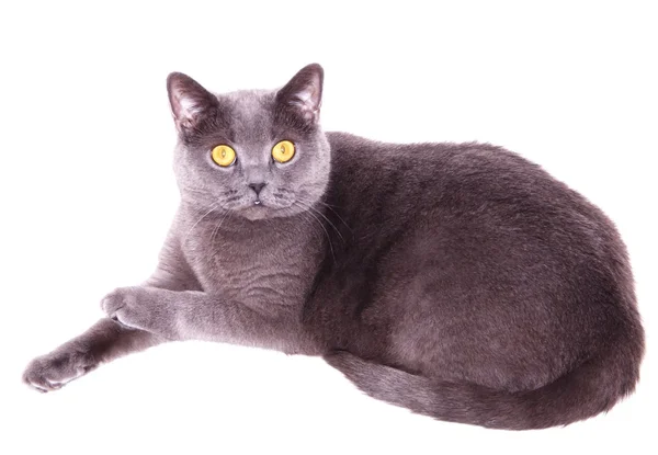 The British cat — Stock Photo, Image