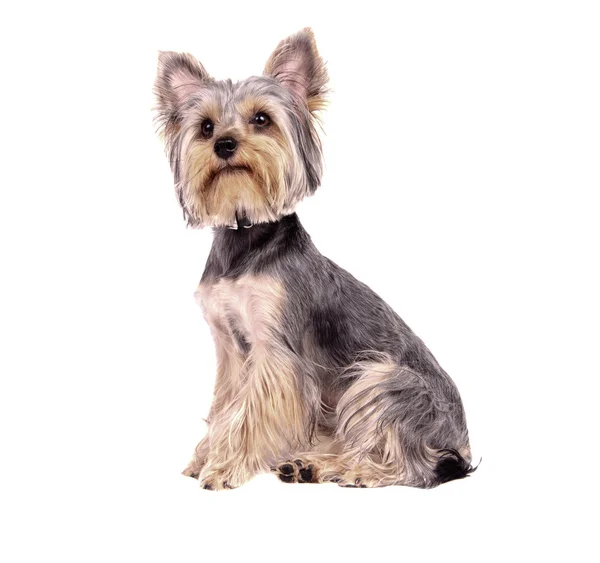 Yorkshire Terrier — Stockfoto