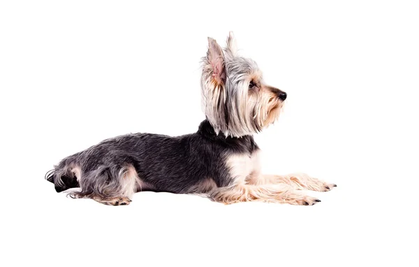 Yorkshire terrier —  Fotos de Stock