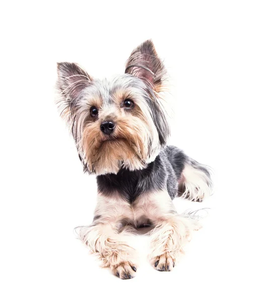 Yorkshire terrier —  Fotos de Stock