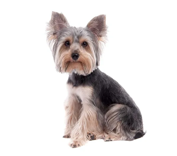 Yorkshire Terrier — Stockfoto