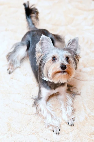 Yorkshire terrier — Photo