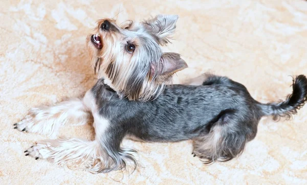 Yorkshire terrier — Photo