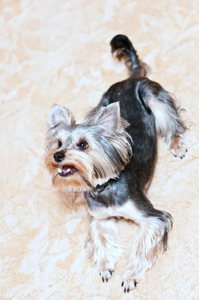 Yorkshire terrier — Photo