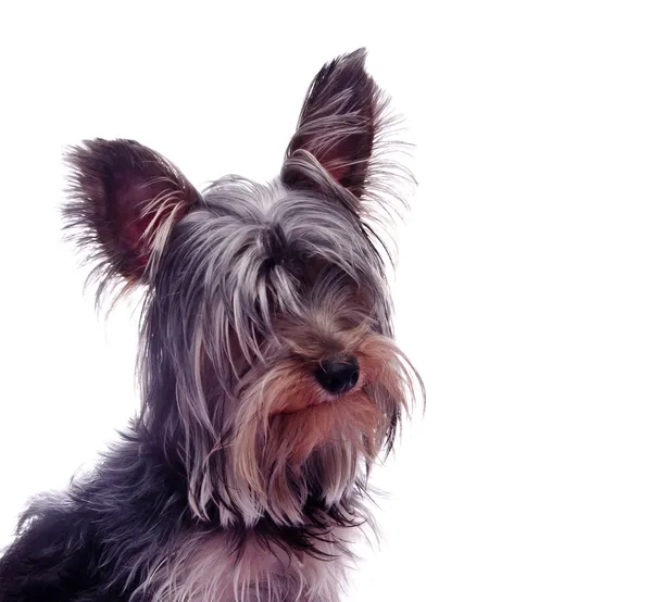 Yorkshire terrier — Fotografia de Stock