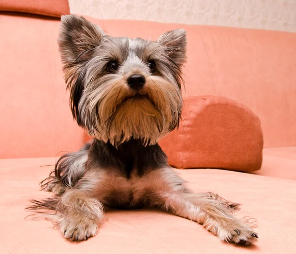 Yorkshire terrier — Photo