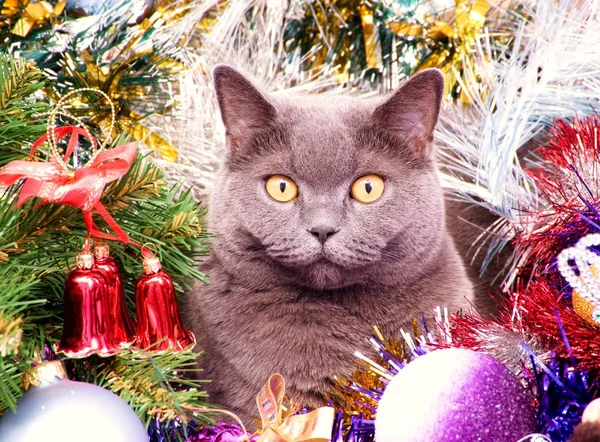 Britské kočičí Vánoce — Stock fotografie