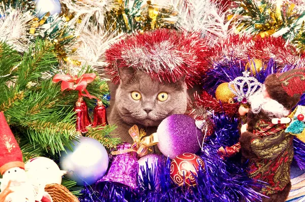 The British cat Christmas — Stock Photo, Image