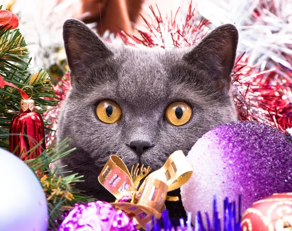 Britské kočičí Vánoce — Stock fotografie