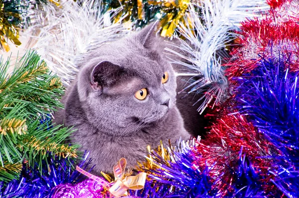 The British cat Christmas — Stock Photo, Image