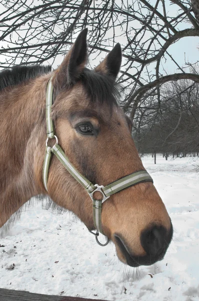 Cavalo castanho — Fotografia de Stock