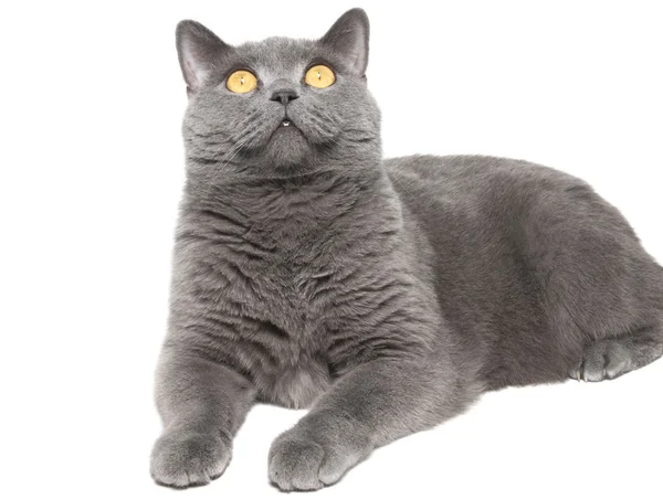 Die britische Katze — Stockfoto