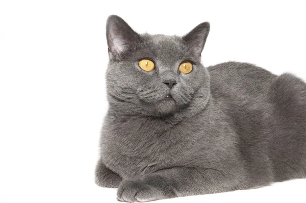 Die britische Katze — Stockfoto