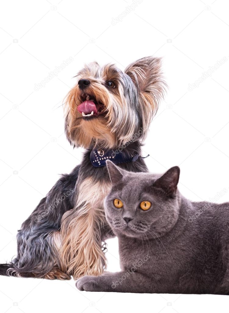 dog and cat sitting next to