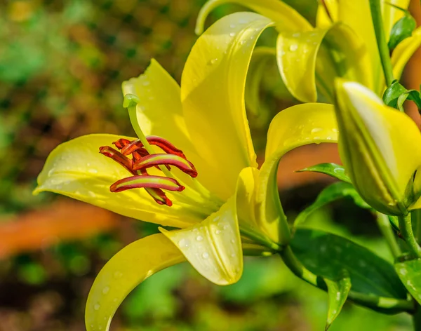 Lily — Stock Photo, Image