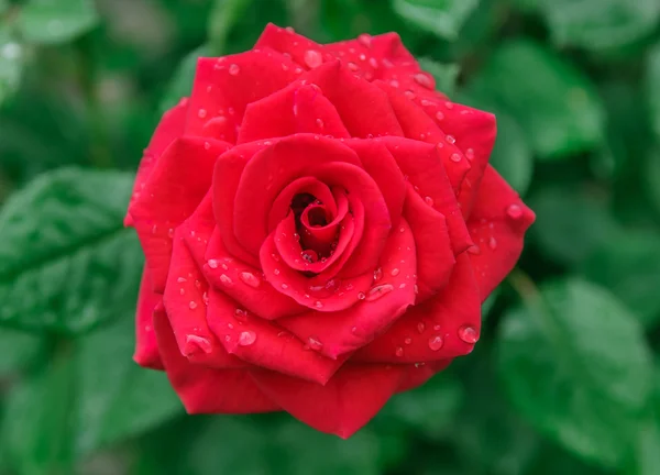 Rosa flor — Fotografia de Stock