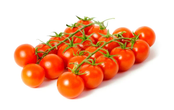 Branch of the tomato — Stock Photo, Image