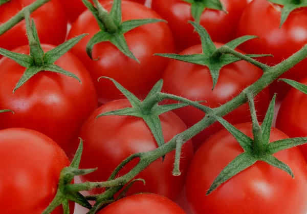 Ramo do tomate — Fotografia de Stock