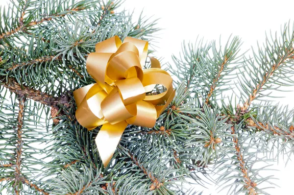 Bow on the tree — Stock Photo, Image