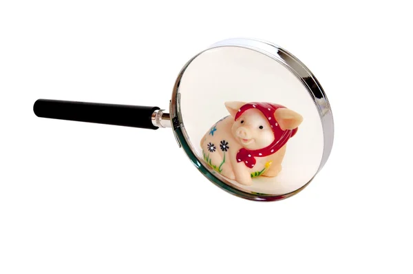 Pig and magnifier — Stock Photo, Image