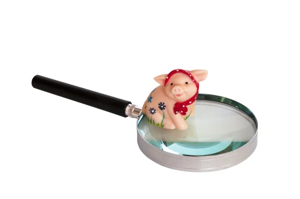 豚と拡大鏡 — ストック写真