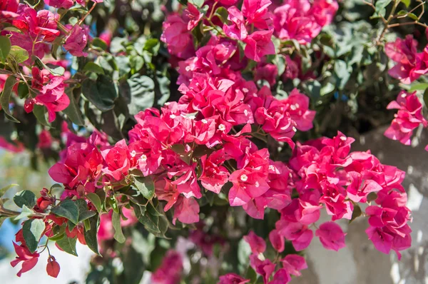 Flores de buganvília — Fotografia de Stock