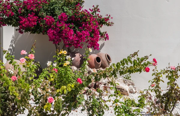 Bougainvillea virágok — Stock Fotó