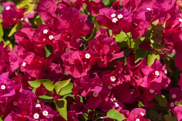 Flores de buganvilla —  Fotos de Stock