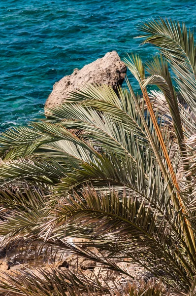Palm varenblad — Stockfoto