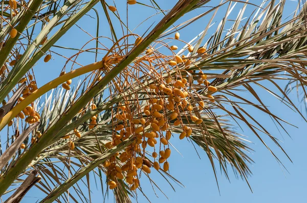 Phoenix dactylifera — Stock Photo, Image