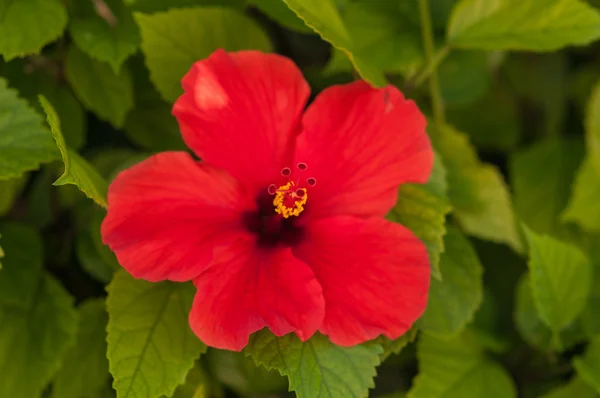 Hibiszkusz virág — Stock Fotó