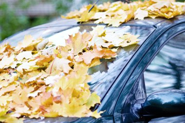 Arabanın altına yaprakları