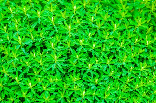 Plant with small leaves — Stock Photo, Image