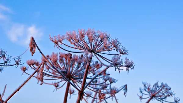 Raureif im Herbst — Stockfoto