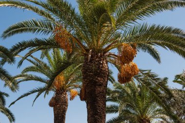 Phoenix dactylifera