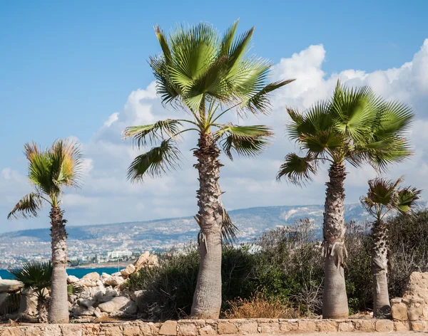 Palm tree krajina — Stock fotografie