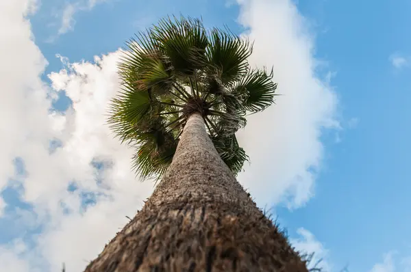 Palmboom tegen de hemel — Stockfoto