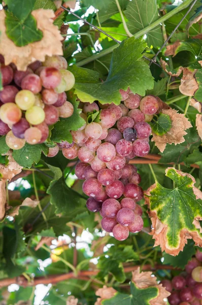 Uvas selvagens — Fotografia de Stock