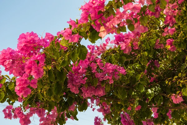 Bougainvillea blommor — Stockfoto