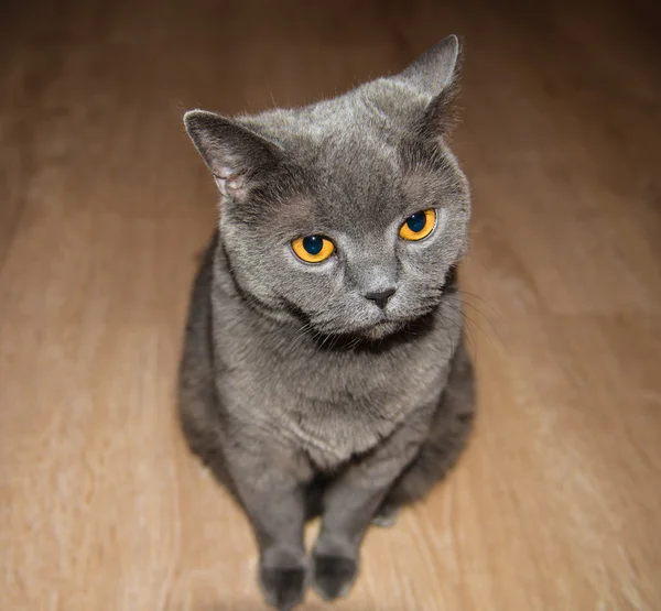 İngiliz kedi — Stok fotoğraf