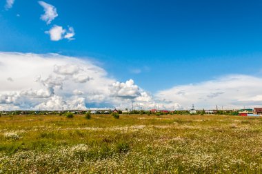 Daisy bir çayır üzerinde