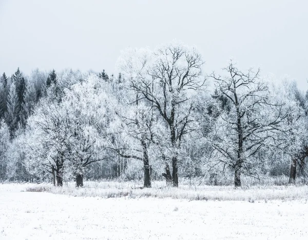 Paesaggio invernale foresta — Foto Stock