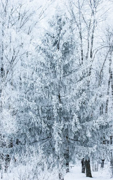 Winter landscape forest — Stock Photo, Image