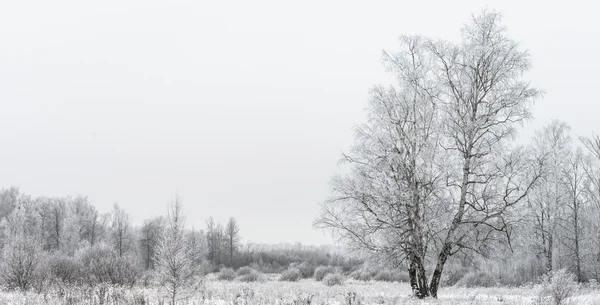 Paesaggio invernale foresta — Foto Stock