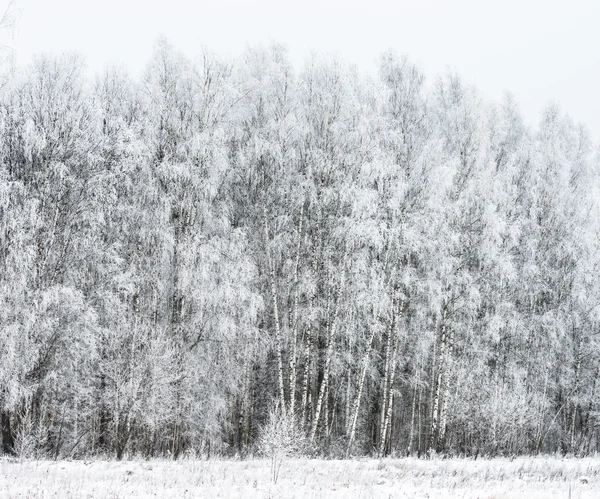 冬の風景の森林 — ストック写真