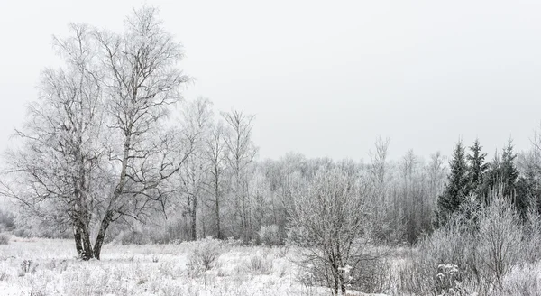 Paesaggio invernale foresta — Foto Stock