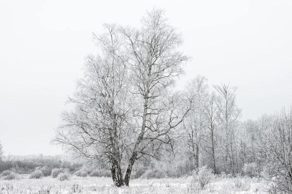 Paesaggio invernale foresta — Foto Stock