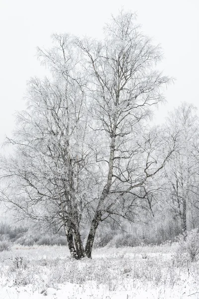 Zimní krajina Les — Stock fotografie
