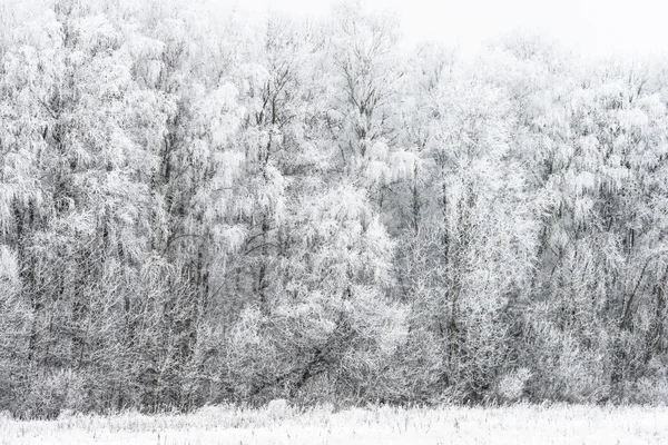 Bosque paisaje invierno —  Fotos de Stock